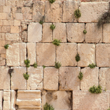 VH100 - Kosel Wall Sukkah Mural
